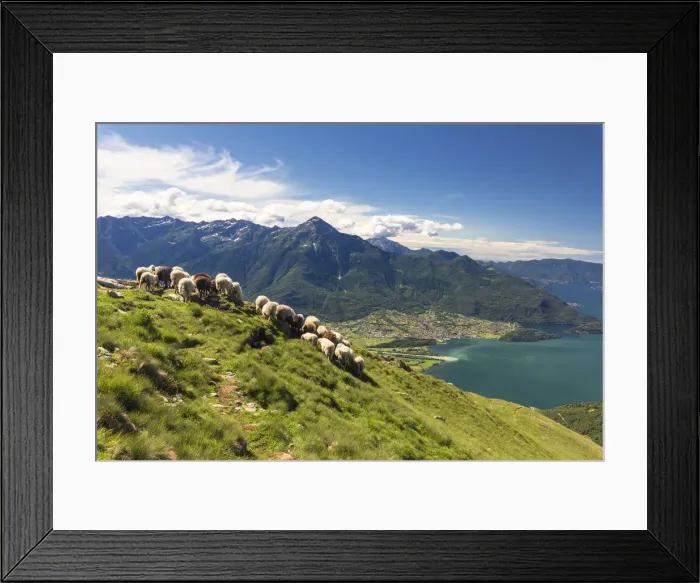 Framed Print : Sheep grazing on Monte Berlinghera with Lake Como in the background, Sondrio province Framed Print : Sheep grazing on Monte Berlinghera with Lake Como in the background, Sondrio province
