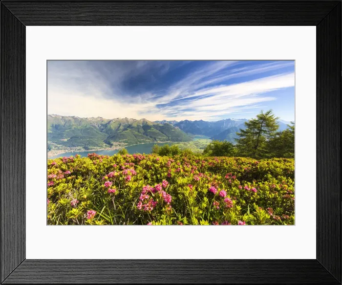 Framed Print : Rhododendrons in bloom with Lake Como and Alto Lario in the background, Monte Legnoncino Framed Print : Rhododendrons in bloom with Lake Como and Alto Lario in the background, Monte Legnoncino