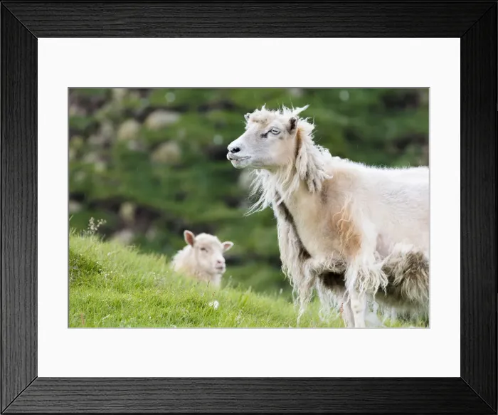 Framed Print : Sheep in green meadows, Mykines island, Faroe Islands, Denmark Framed Print : Sheep in green meadows, Mykines island, Faroe Islands, Denmark