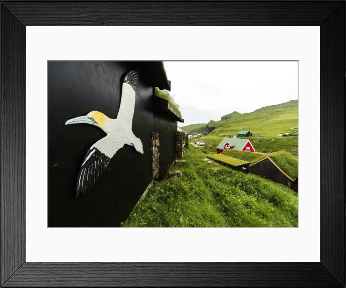 Framed Print : Symbol of Northern Gannet seabird on outside walls of house, Mykines island, Faroe Framed Print : Symbol of Northern Gannet seabird on outside walls of house, Mykines island, Faroe