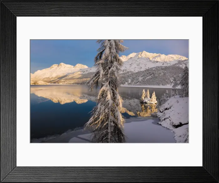 Framed Print : Snow covered trees, Lake Sils, Plaun da Lej, Maloja Region, Canton of Graubunden, Engadin Framed Print : Snow covered trees, Lake Sils, Plaun da Lej, Maloja Region, Canton of Graubunden, Engadin
