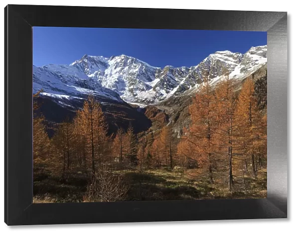 Autumn wood or larchers with Monte Rosa in the background, Valle Anzasca, Verbano