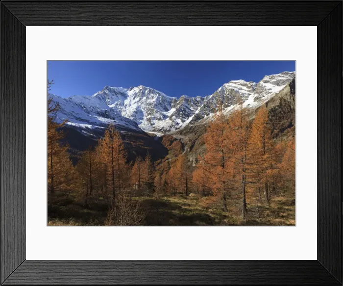 Framed Print : Autumn wood or larchers with Monte Rosa in the background, Valle Anzasca, Verbano Framed Print : Autumn wood or larchers with Monte Rosa in the background, Valle Anzasca, Verbano