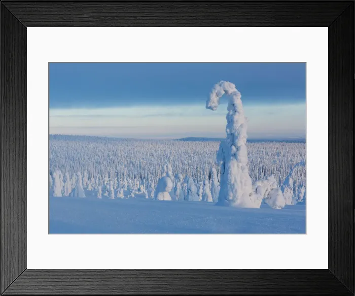 Framed Print : Typical ice sculptures in the woods of Riisitunturi national park, posio, lapland Framed Print : Typical ice sculptures in the woods of Riisitunturi national park, posio, lapland