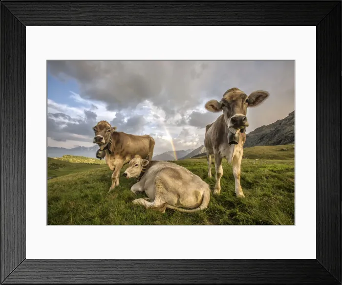 Framed Print : Curious cows at the Campagneda Alp with rainbow in the background. Sondrio. Valmalenco Framed Print : Curious cows at the Campagneda Alp with rainbow in the background. Sondrio. Valmalenco