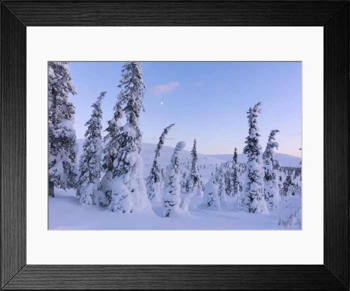 Framed Print : Frozen trees in the snowy woods, Pallas-Yllastunturi National Park, Muonio, Lapland Framed Print : Frozen trees in the snowy woods, Pallas-Yllastunturi National Park, Muonio, Lapland