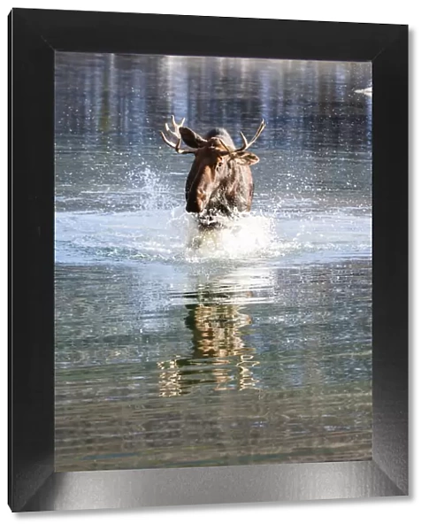 Male moose in a river, Jasper National Park, Alberta, Canada