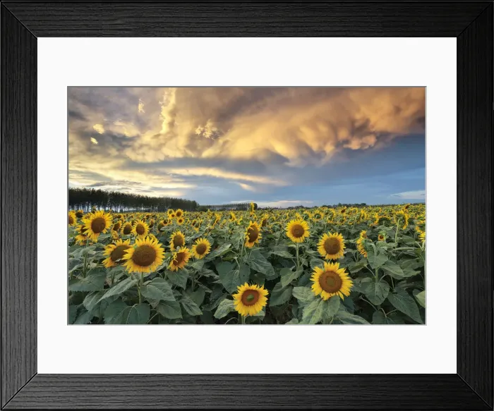 Framed Print : Po Valley, Alessandria province, Piedmont, Italy
