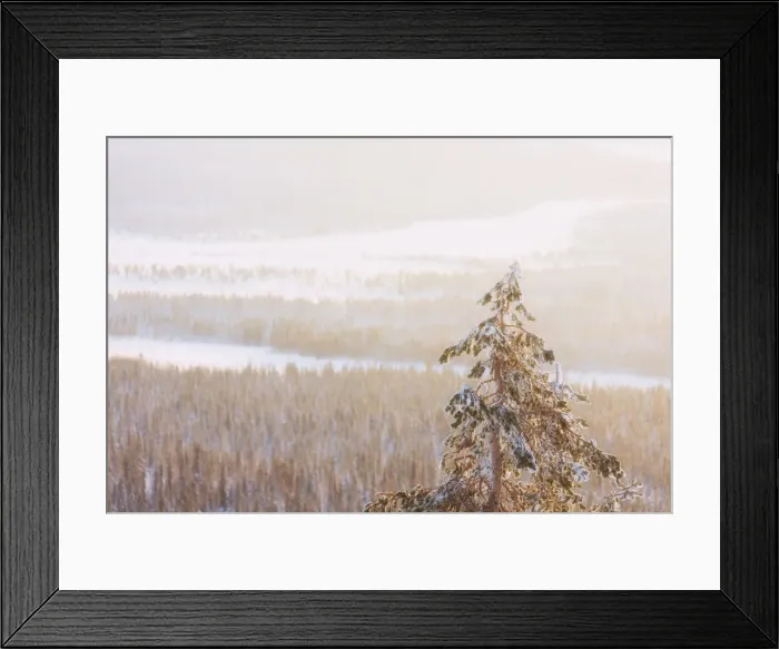 Framed Print : Lone frozen tree in the woods, Pallas-Yllastunturi National Park, Muonio, Lapland Framed Print : Lone frozen tree in the woods, Pallas-Yllastunturi National Park, Muonio, Lapland