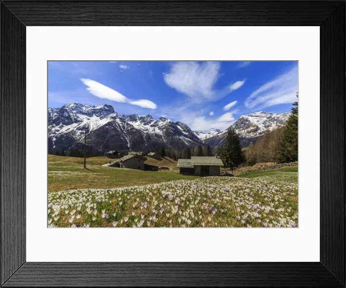 Framed Print : Blooming of Crocus flowers, Bracciascia alp, Malenco Valley, province of Sondrio Framed Print : Blooming of Crocus flowers, Bracciascia alp, Malenco Valley, province of Sondrio