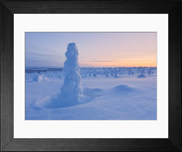 Framed Print : Lone frozen tree in the snowy woods, Riisitunturi National Park, Posio, Lapland, Finland Framed Print : Lone frozen tree in the snowy woods, Riisitunturi National Park, Posio, Lapland, Finland
