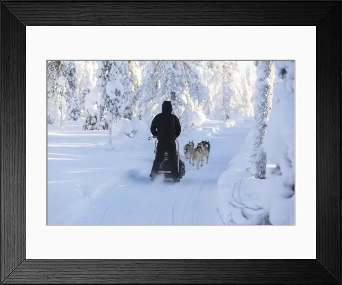 Framed Print : Dog sledding, Kuusamo, Northern Ostrobothnia region, Lapland, Finland (MR) Framed Print : Dog sledding, Kuusamo, Northern Ostrobothnia region, Lapland, Finland (MR)