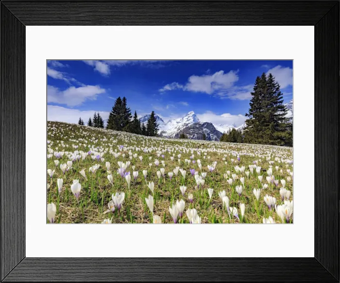Framed Print : Crocus (Crocus vernus) bloom at Alp Flix, with Piz Platta in the background, Sur, Grisons Framed Print : Crocus (Crocus vernus) bloom at Alp Flix, with Piz Platta in the background, Sur, Grisons