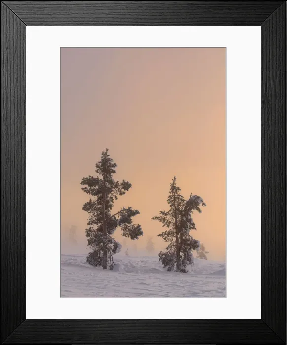 Framed Print : Trees at Pallas at sunset - Yll√§stunturi national park, Muonio, Lapland, Finland, Europe Framed Print : Trees at Pallas at sunset - Yll√§stunturi national park, Muonio, Lapland, Finland, Europe
