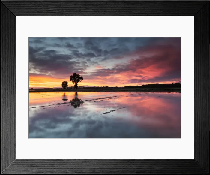Framed Print : Po Valley, Lombardy, Italy. Sunset on a rice field in Lomellina Framed Print : Po Valley, Lombardy, Italy. Sunset on a rice field in Lomellina