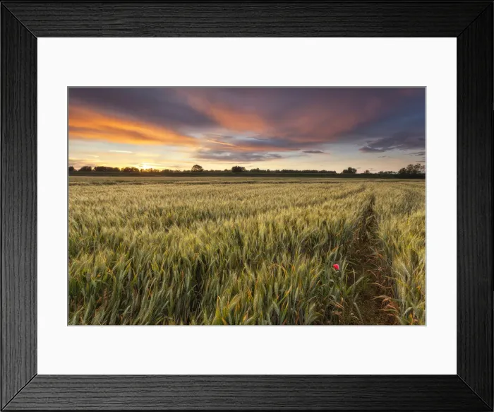 Framed Print : Alessandria hills, Alessandria province, Piedmont, Italy Framed Print : Alessandria hills, Alessandria province, Piedmont, Italy