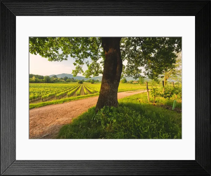 Framed Print : Franciacorta, Lombardy district, Brescia province, Italy Framed Print : Franciacorta, Lombardy district, Brescia province, Italy