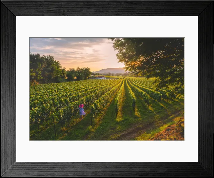 Framed Print : Woman in rows, Franciacorta, Lombardy district, Brescia province, Italy. (MR)