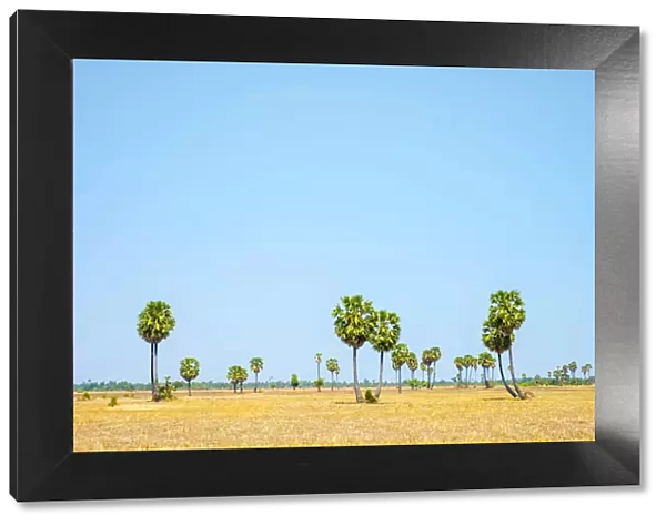 Palm trees and blue sky, empty Cambodian landscape, Siem Reap Province, Cambodia