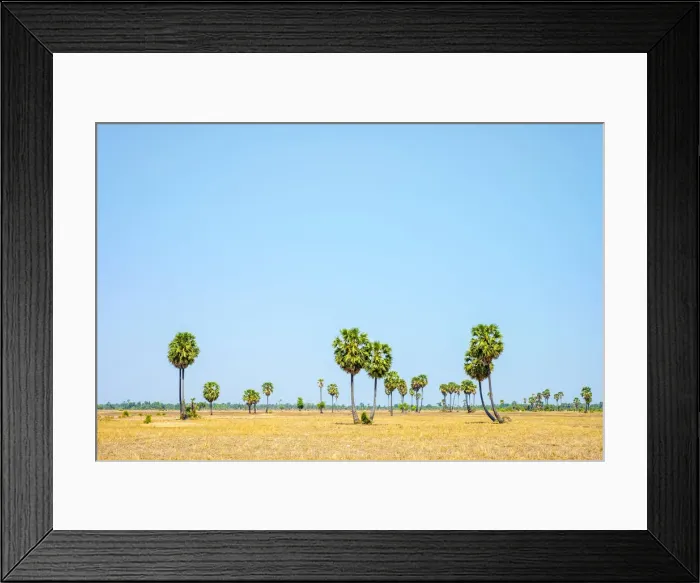 Framed Print : Palm trees and blue sky, empty Cambodian landscape, Siem Reap Province, Cambodia Framed Print : Palm trees and blue sky, empty Cambodian landscape, Siem Reap Province, Cambodia