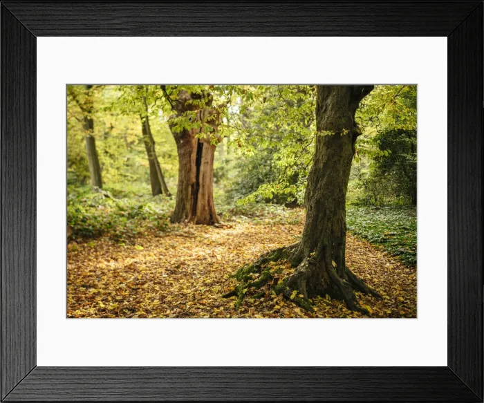Framed Print : Epping Forest in Autumn, London, UK Framed Print : Epping Forest in Autumn, London, UK