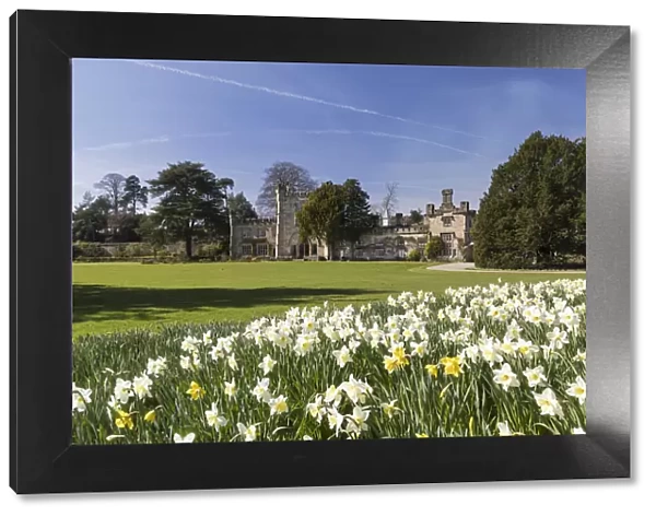 Bolton Hall with daffodils, Bolton Abbey, Yorkshire Dales National Park, North Yorkshire