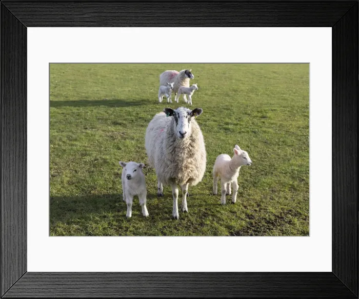 Framed Print : Sheep and lambs in spring, Yorkshire Dales National Park, North Yorkshire, England Framed Print : Sheep and lambs in spring, Yorkshire Dales National Park, North Yorkshire, England
