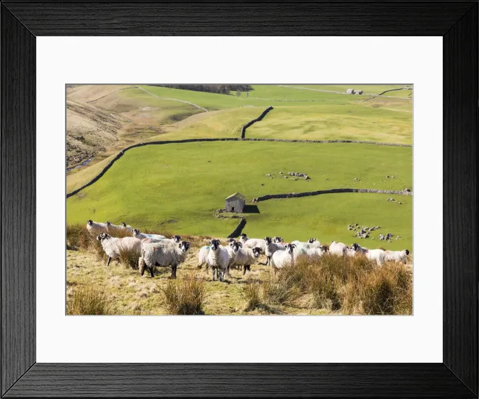 Framed Print : A flock of sheep and barn near Arncliffe, Yorkshire Dales National Park, North Yorkshire Framed Print : A flock of sheep and barn near Arncliffe, Yorkshire Dales National Park, North Yorkshire