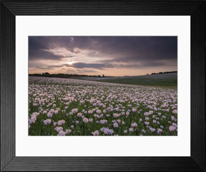 Framed Print : Flowering Opium poppies in an Oxfordshire field, England Framed Print : Flowering Opium poppies in an Oxfordshire field, England