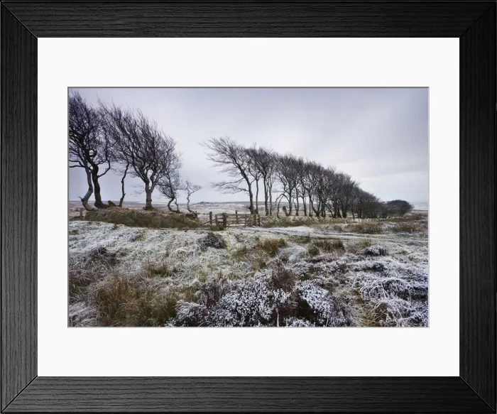Framed Print : Beech hedge at Aldermans Barrow Allotment on a snowy winters day, Exmoor Framed Print : Beech hedge at Aldermans Barrow Allotment on a snowy winters day, Exmoor
