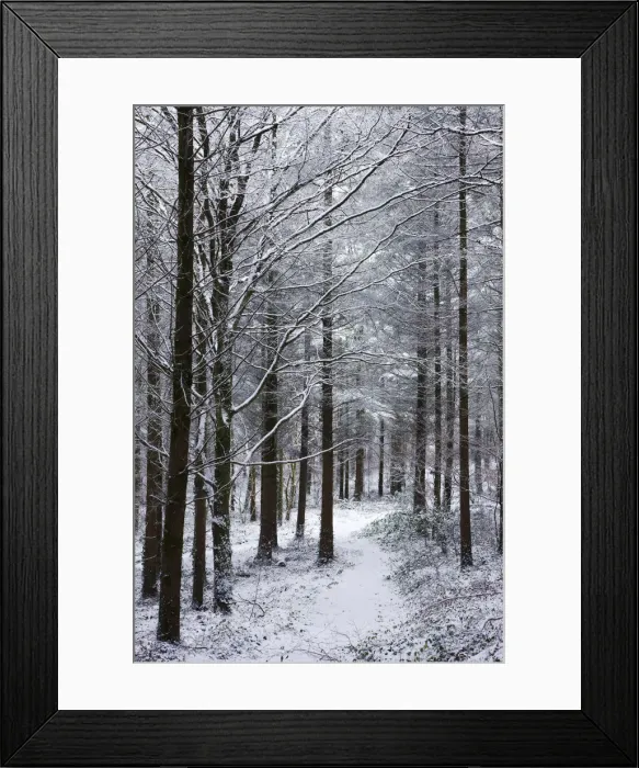 Framed Print : Footpath through a snow covered pine wood after a blizzard, Morchard Wood, Morchard Framed Print : Footpath through a snow covered pine wood after a blizzard, Morchard Wood, Morchard