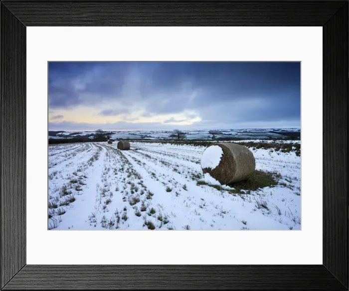 Framed Print : Hay bales in a snow bound field near Morchard Bishop, Devon, England. February 2009 Framed Print : Hay bales in a snow bound field near Morchard Bishop, Devon, England. February 2009