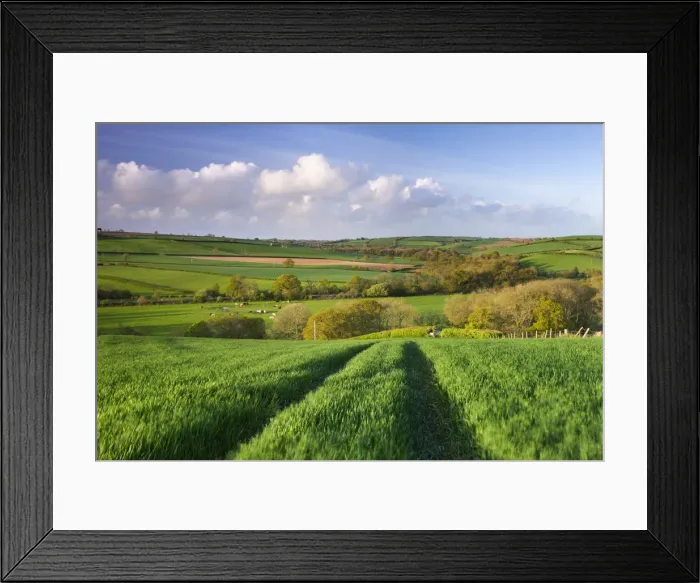 Framed Print : Rolling countryside near the village of Lapford, Devon, England. Spring (May) 2009 Framed Print : Rolling countryside near the village of Lapford, Devon, England. Spring (May) 2009