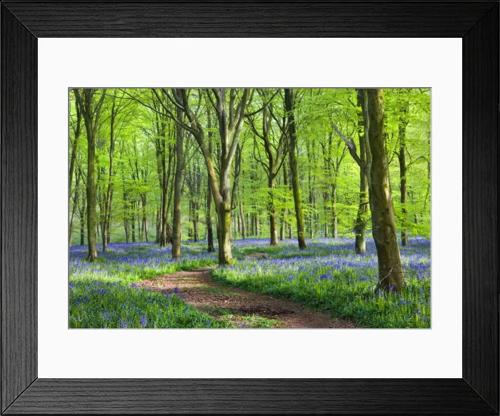 Framed Print : Footpath through carpet of bluebells wildflowers in the beech woodland at West Woods Framed Print : Footpath through carpet of bluebells wildflowers in the beech woodland at West Woods