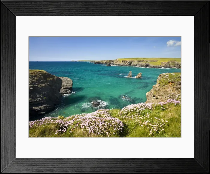 Framed Print : Pink sea thrift (Armeria maritima) growing on the clifftops above Porthcothan Bay Framed Print : Pink sea thrift (Armeria maritima) growing on the clifftops above Porthcothan Bay