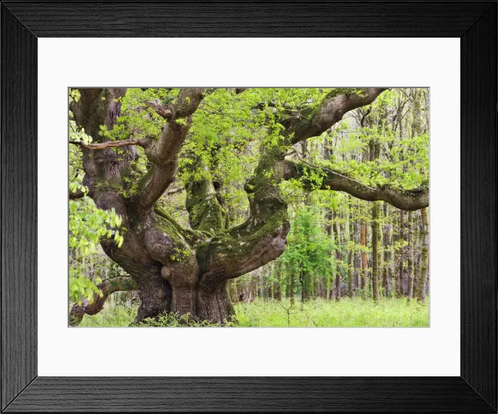 Framed Print : Ancient oak tree growing in Savernake Forest in springtime, Marlborough, Wiltshire Framed Print : Ancient oak tree growing in Savernake Forest in springtime, Marlborough, Wiltshire