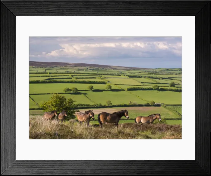 Framed Print : Exmoor ponies grazing on Winsford Hill in Exmoor National Park, Somerset, England Framed Print : Exmoor ponies grazing on Winsford Hill in Exmoor National Park, Somerset, England