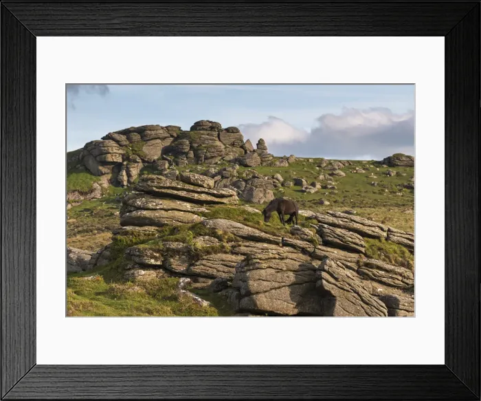 Framed Print : Free roaming Dartmoor pony grazing among the rugged granite outcrops near Saddle Tor Framed Print : Free roaming Dartmoor pony grazing among the rugged granite outcrops near Saddle Tor