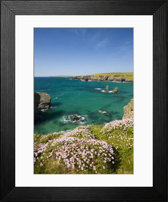 Framed Print : Sea Thrift growing on the Cornish clifftops near Porthcothan Bay, Cornwall, England Framed Print : Sea Thrift growing on the Cornish clifftops near Porthcothan Bay, Cornwall, England