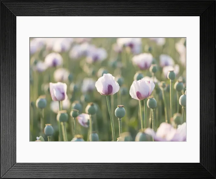 Framed Print : Opium Poppies in a Dorset field, England. Summer (July) 2013 Framed Print : Opium Poppies in a Dorset field, England. Summer (July) 2013