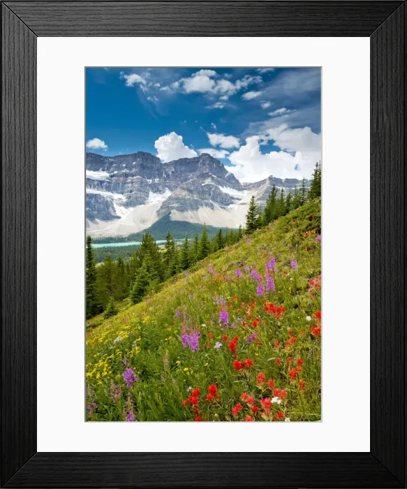 Framed Print : WIldflowers & Crowfoot Mountain, Banff National Park, Alberta, Canada Framed Print : WIldflowers & Crowfoot Mountain, Banff National Park, Alberta, Canada