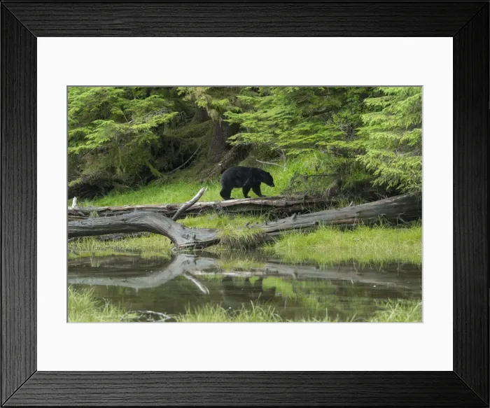 Framed Print : North America, Canada, British Columbia, Queen Charlotte Islands, Haida Gwaii, Gwaii Framed Print : North America, Canada, British Columbia, Queen Charlotte Islands, Haida Gwaii, Gwaii