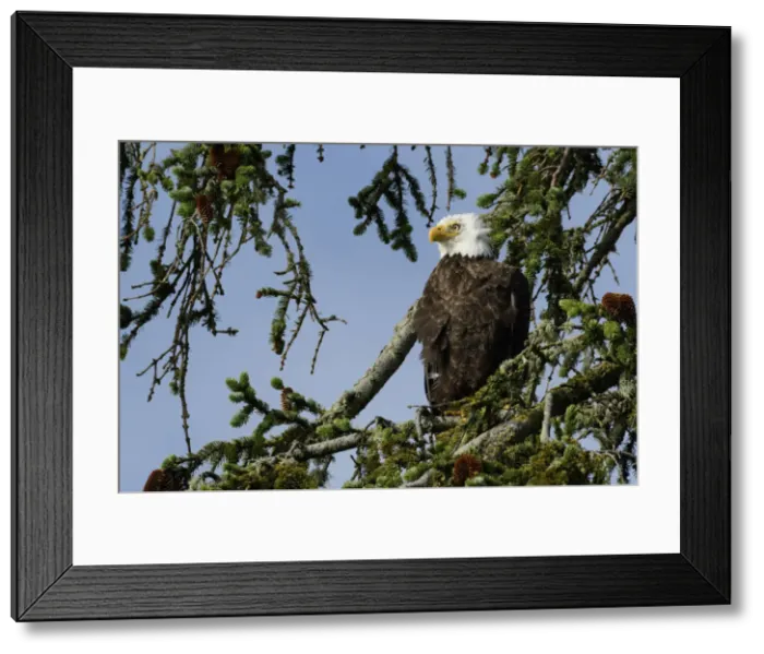 Framed Print : North America, Canada, British Columbia, Queen Charlotte Islands, Haida Gwaii, Gwaii Framed Print : North America, Canada, British Columbia, Queen Charlotte Islands, Haida Gwaii, Gwaii