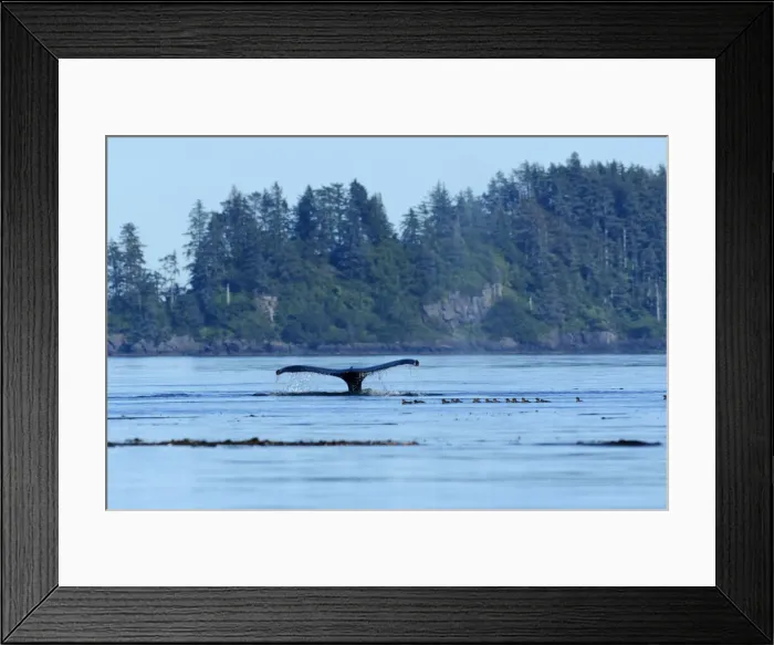 Framed Print : North America, Canada, British Columbia, Queen Charlotte Islands, Haida Gwaii, Gwaii Framed Print : North America, Canada, British Columbia, Queen Charlotte Islands, Haida Gwaii, Gwaii