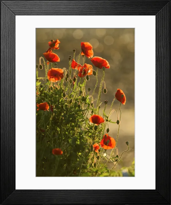 Framed Print : North America, Canada, British Columbia, Queen Charlotte Islands, Haida Gwaii, Gwaii Framed Print : North America, Canada, British Columbia, Queen Charlotte Islands, Haida Gwaii, Gwaii