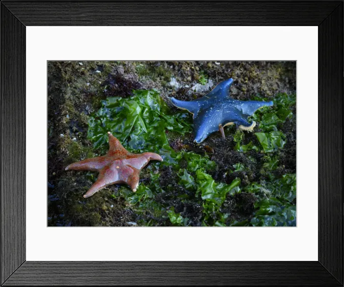 Framed Print : North America, Canada, British Columbia, Queen Charlotte Islands, Haida Gwaii, Gwaii Framed Print : North America, Canada, British Columbia, Queen Charlotte Islands, Haida Gwaii, Gwaii