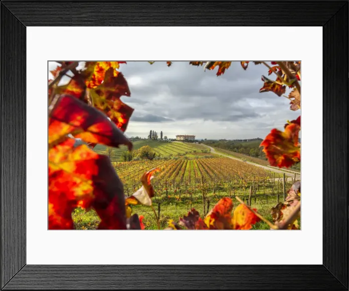 Framed Print : Collio of friuli venezia giulia in autumn Europe, Italy, Friuli Venezia Giulia, Udine