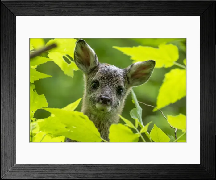 Framed Print : Park Orobie Valtellina, Lombardy, Italy. Roe deer Framed Print : Park Orobie Valtellina, Lombardy, Italy. Roe deer