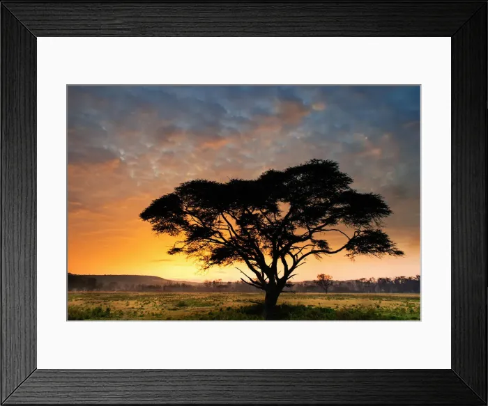 Framed Print : Lake Nakuru Park, Kenya, Africa The silhouette of an acacia at dawn Framed Print : Lake Nakuru Park, Kenya, Africa The silhouette of an acacia at dawn