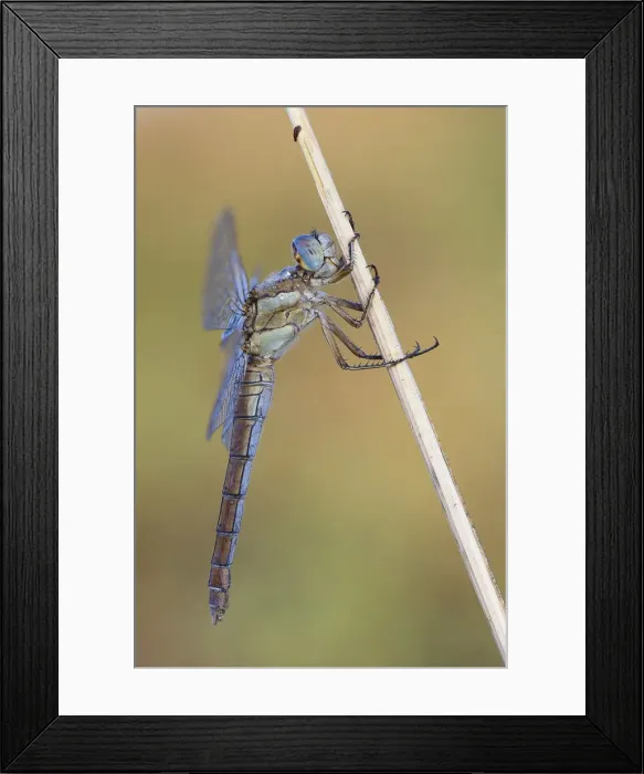 Framed Print : Palude Luna, Brescia, Lombardy, Italy A male foscolombi resumed on a small branch while Framed Print : Palude Luna, Brescia, Lombardy, Italy A male foscolombi resumed on a small branch while